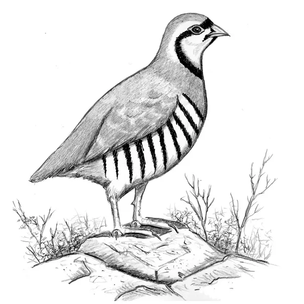 Bird Sketches Stock Illustrations – 2,579 Bird Sketches Stock  Illustrations, Vectors & Clipart - Dreamstime